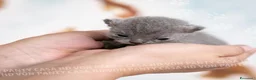 Scottish gatti in vendita: Cuccioli di Scottish Fold e Straight con Pedigree - Annuncio 4