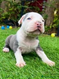 American Bully cani Cuccioli American Bully  - Annuncio 1