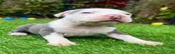 American Bully cani in vendita: Cuccioli American Bully  - Annuncio 1