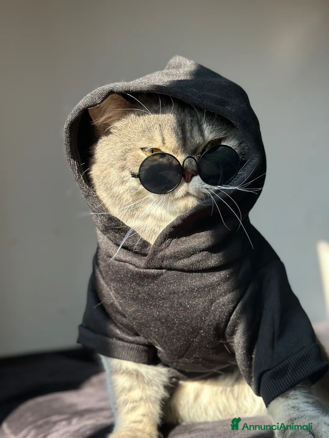 Scottish gatti in vendita: Maschio Scottish Straight - Annuncio 5