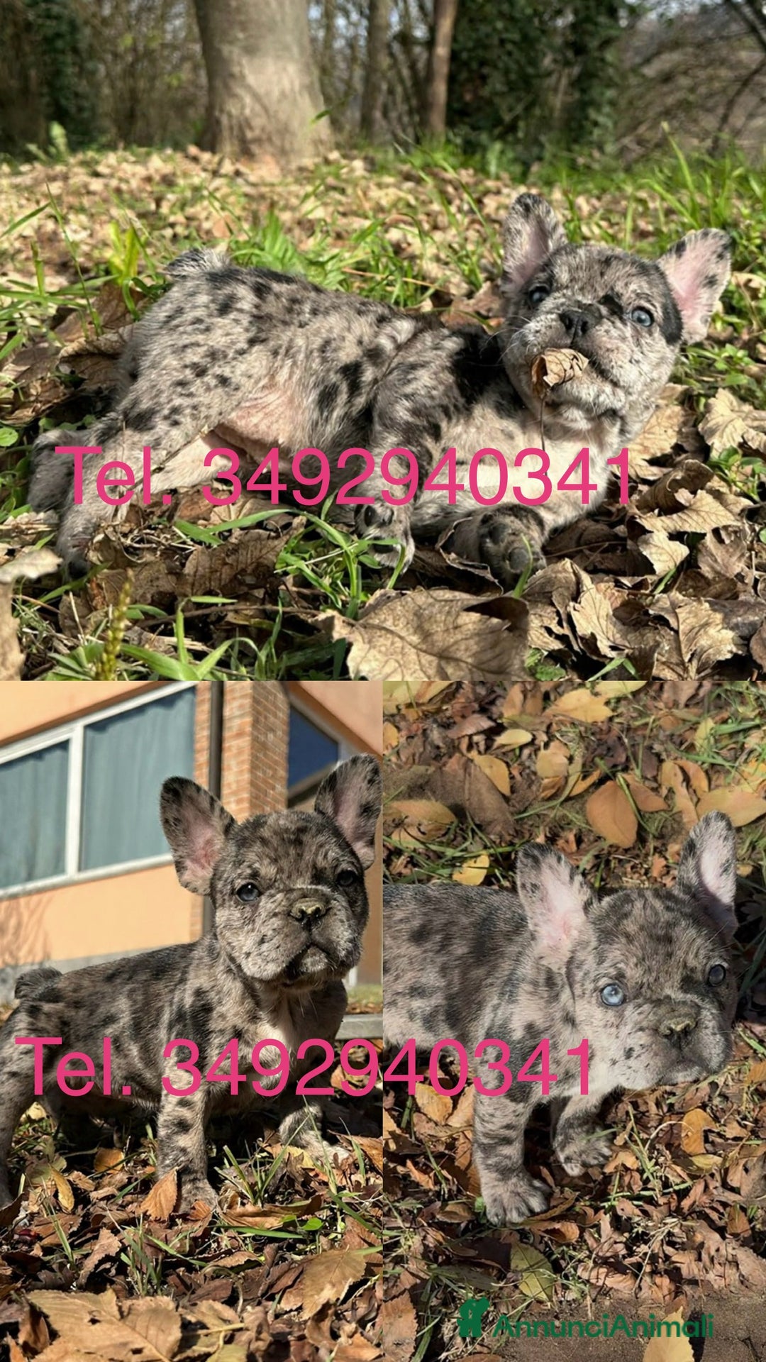 Bulldog Francese cani in vendita: Cuccioli di Bulldog Francese  - Annuncio 4