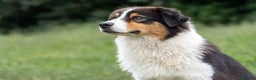 Australian Shepherd cani in vendita: Australian Shepherd  - Annuncio 13