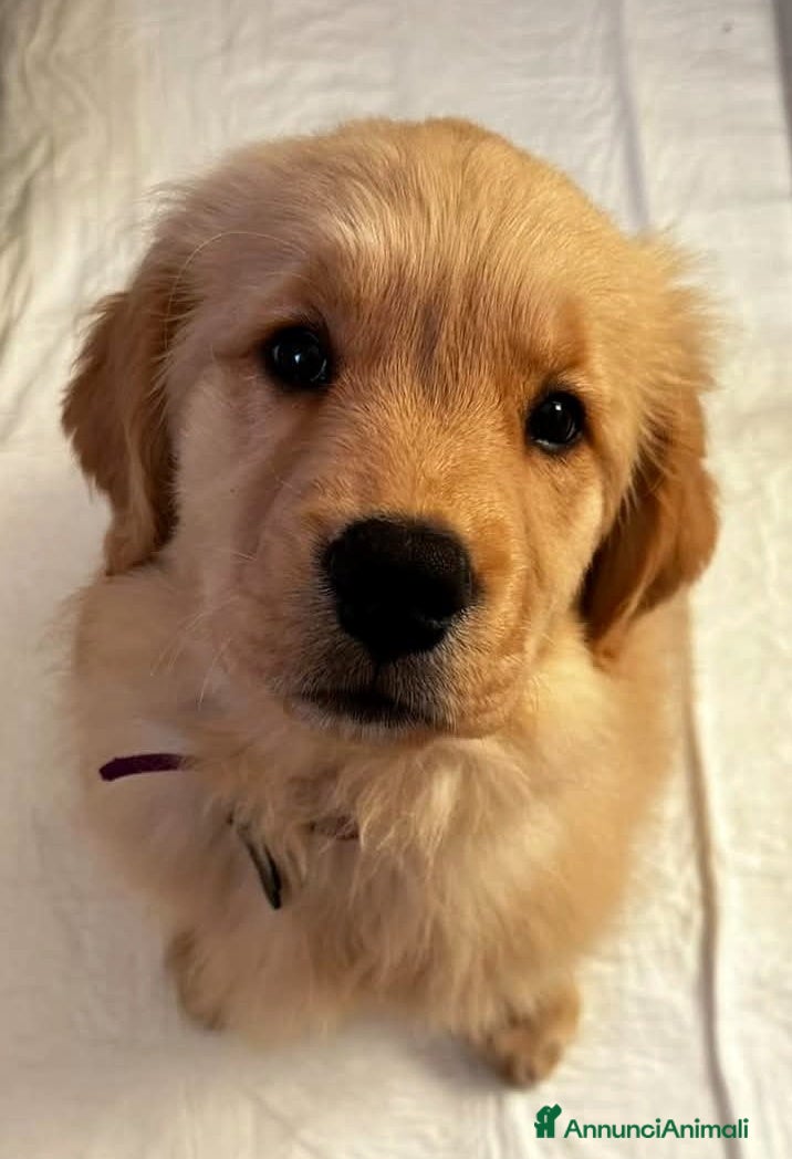 Golden Retriever cani Cuccioli Golden Retriever alta genealogia  - Annuncio 4