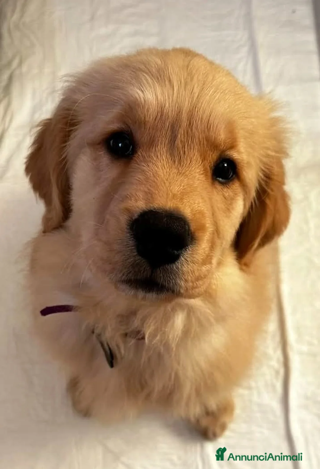 Golden Retriever cani in vendita: Cuccioli Golden Retriever alta genealogia  - Annuncio 1