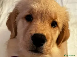 Golden Retriever cani Cuccioli Golden Retriever alta genealogia - Annuncio 4