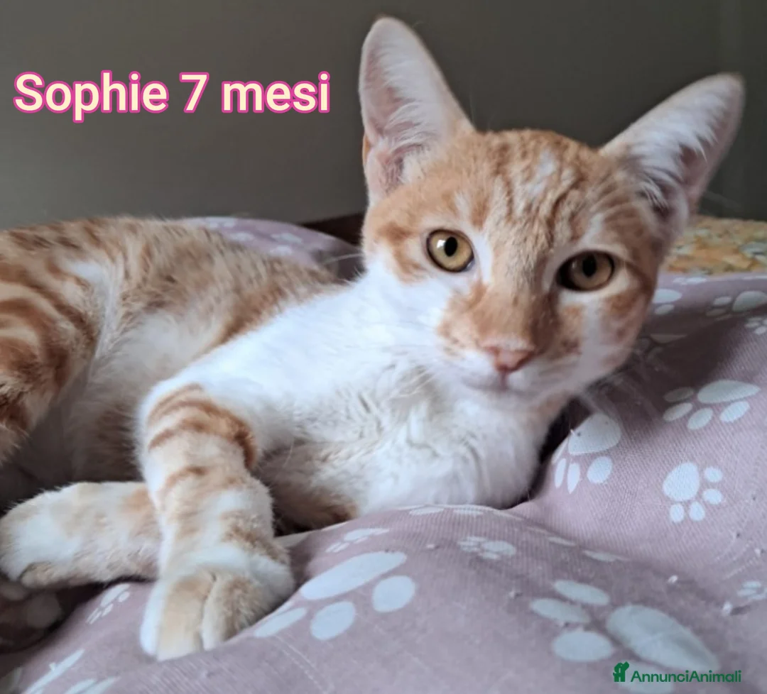 Altre razze gatti in regalo: MICINI ABBANDONATI: URGENTE  - Annuncio 6