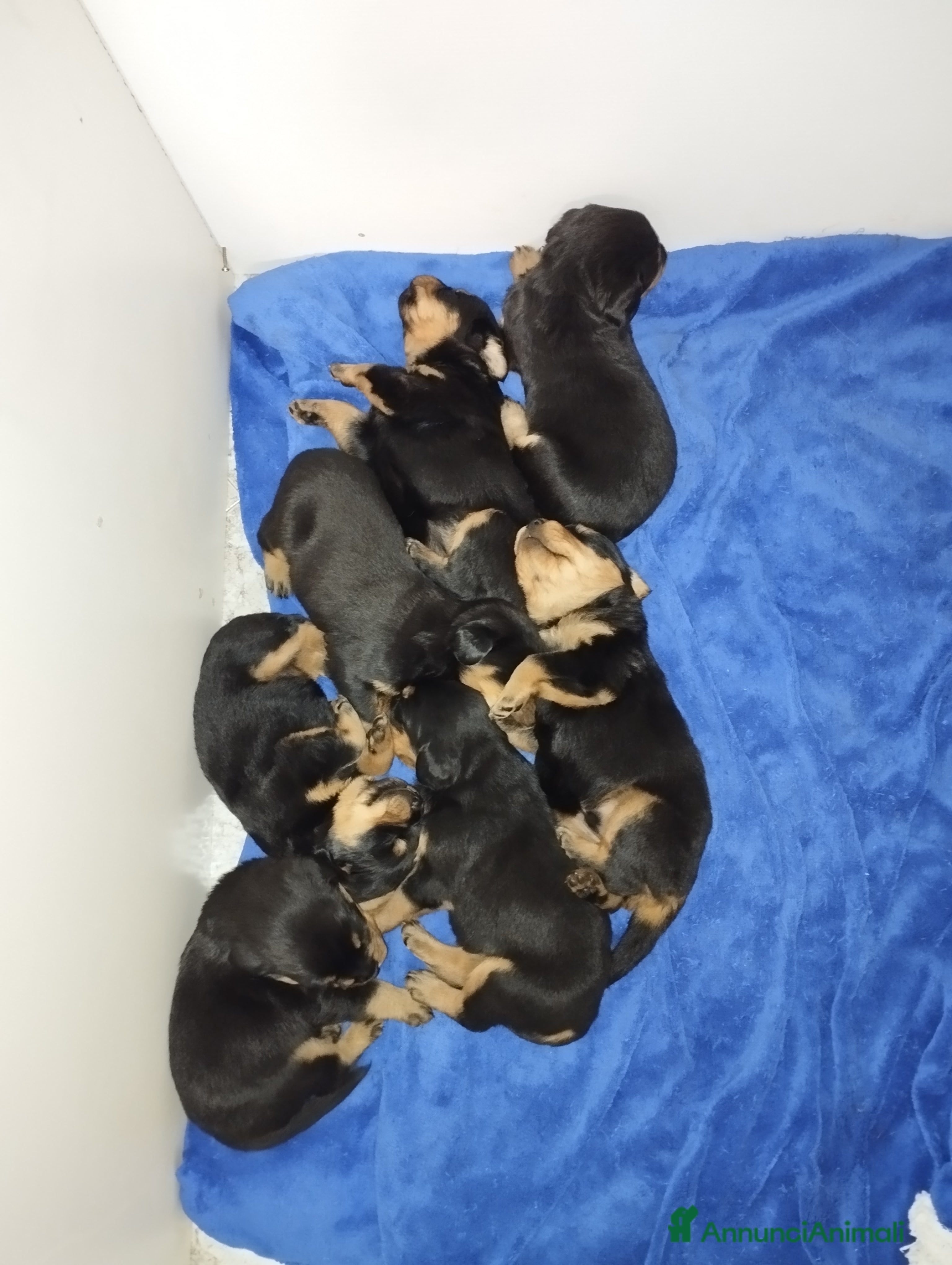 Meticcio cani 🐶Cuccioli Rottweiler meticci - Annuncio 31