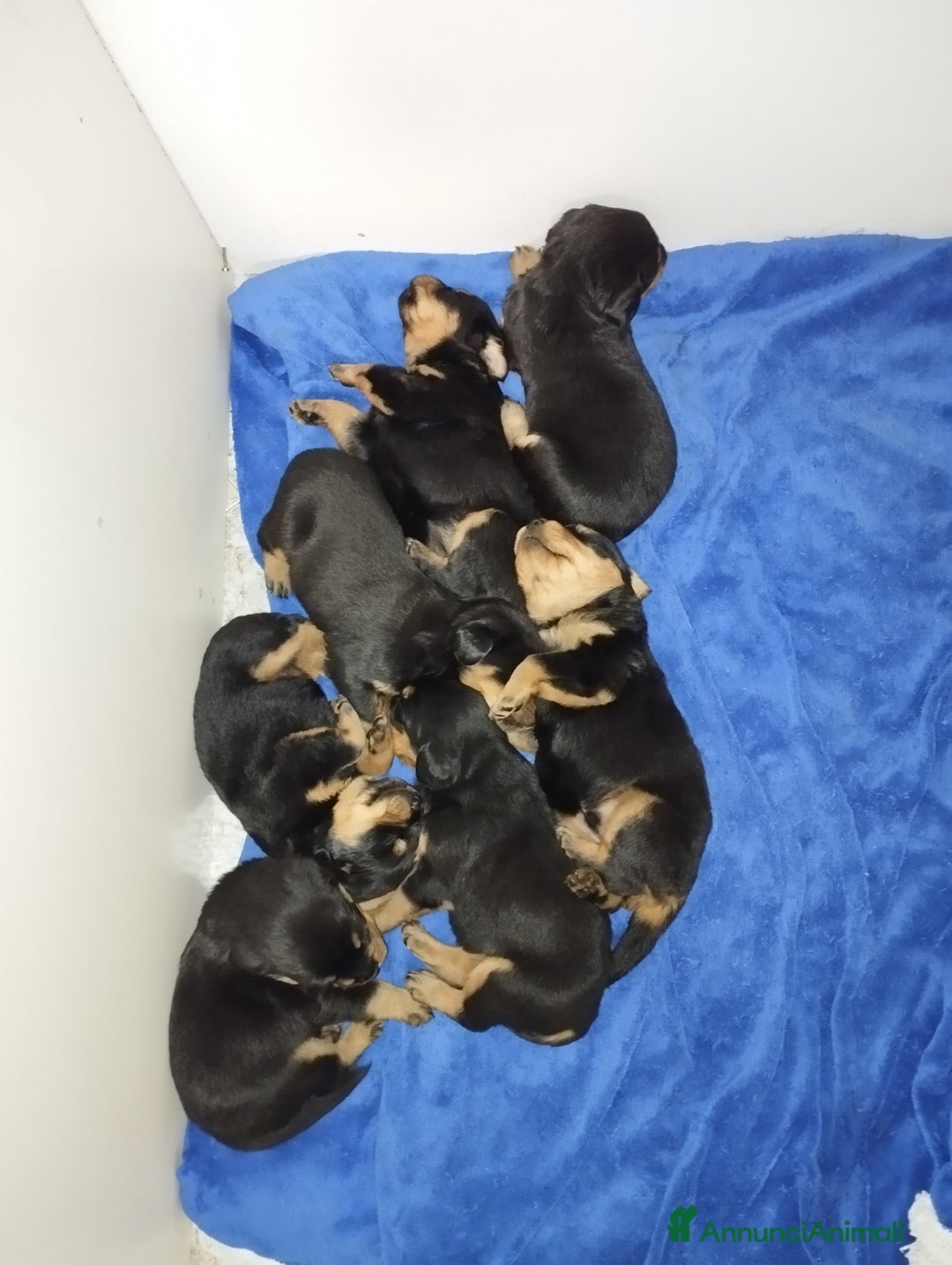 Meticcio cani in vendita: 🐶Cuccioli Rottweiler meticci - Annuncio 1