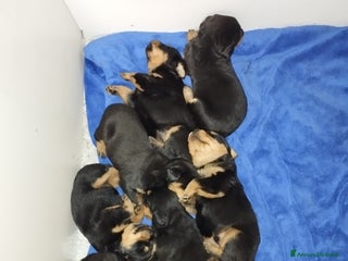 Meticcio cani 🐶Cuccioli Rottweiler meticci - Annuncio 35