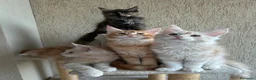 Maine Coon gatti in vendita: Maine Coon  - Annuncio 4