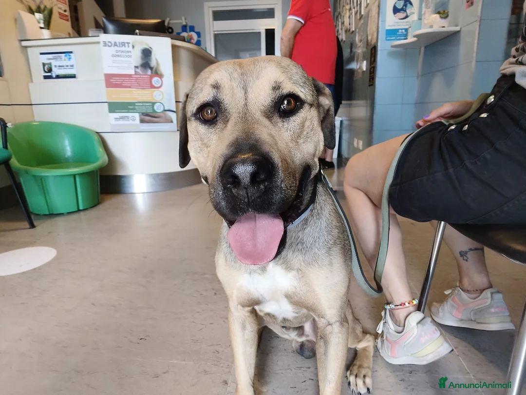 Meticcio cani in regalo: BOBBY CUOREAMORE CERCA  FAMIGLIA - Annuncio 2