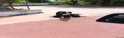 Meticcio cani in regalo: Cuccioli di Borador  - Annuncio 2
