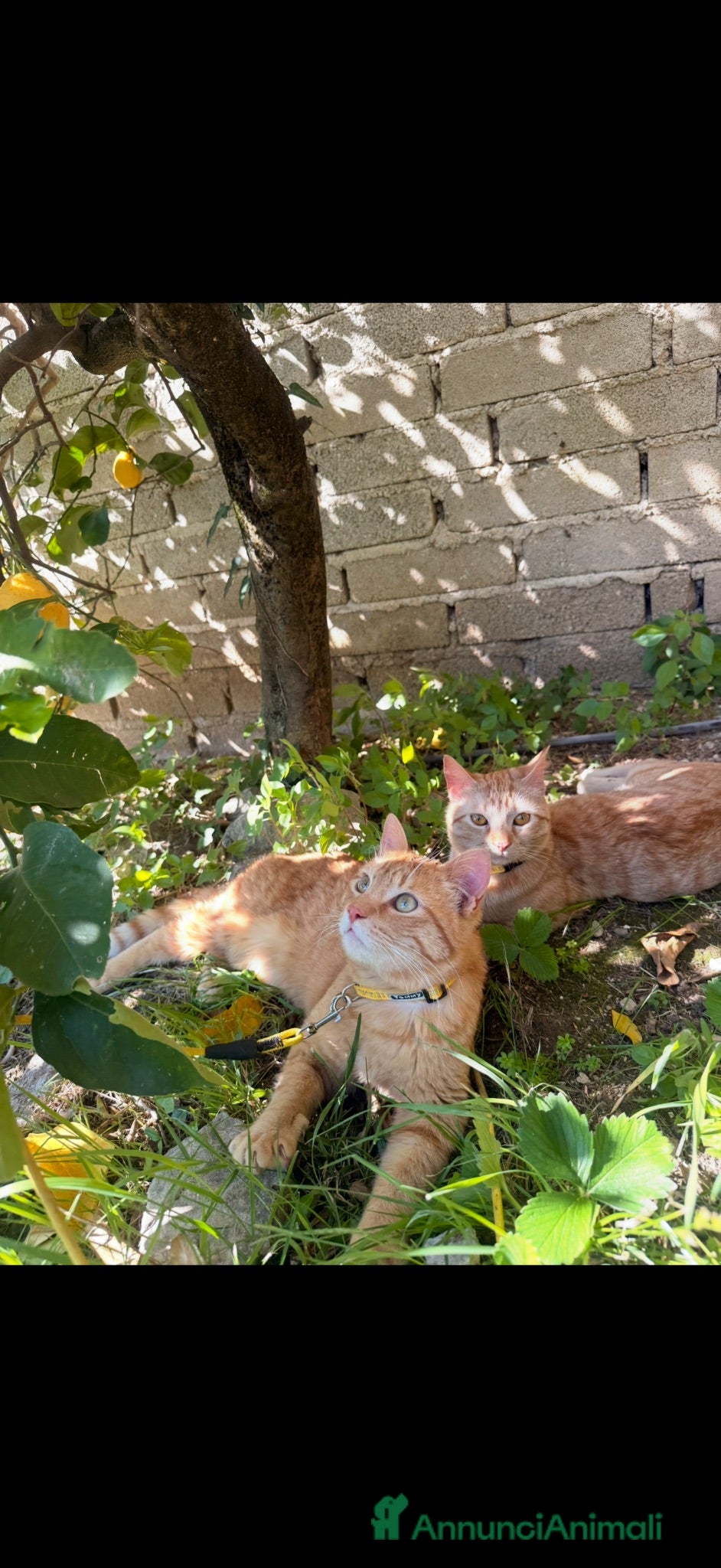 Altre razze gatti Bellissimi Gattini arancioni cercano casa insieme  - Annuncio 3
