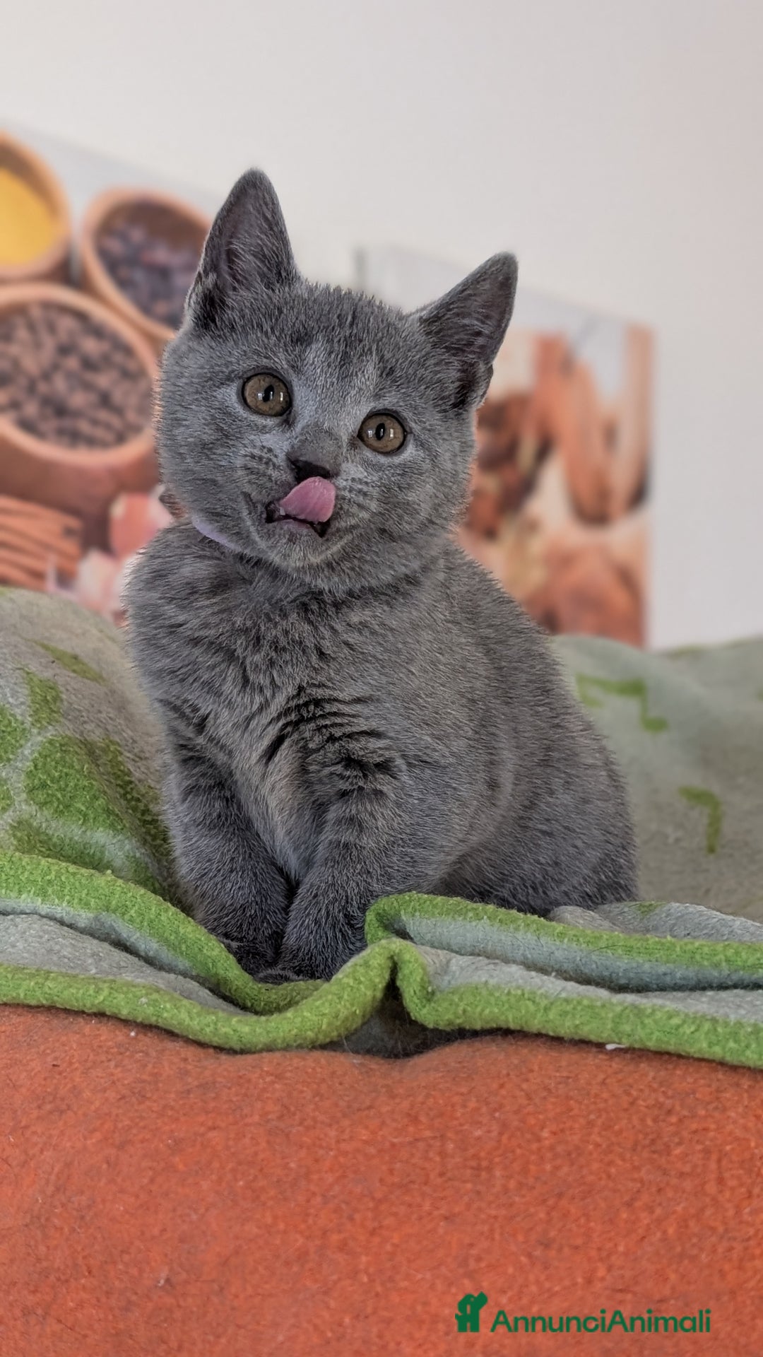 Certosino gatti in vendita: Cuccioli alta genealogia... un sogno per Natale! - Annuncio 2