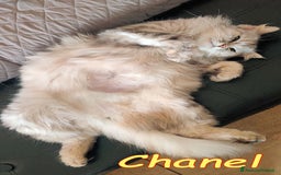 Persiano gatti in regalo: Tiffany & Chanel💖💖 a Provincia di Alessandria - Immagine 2