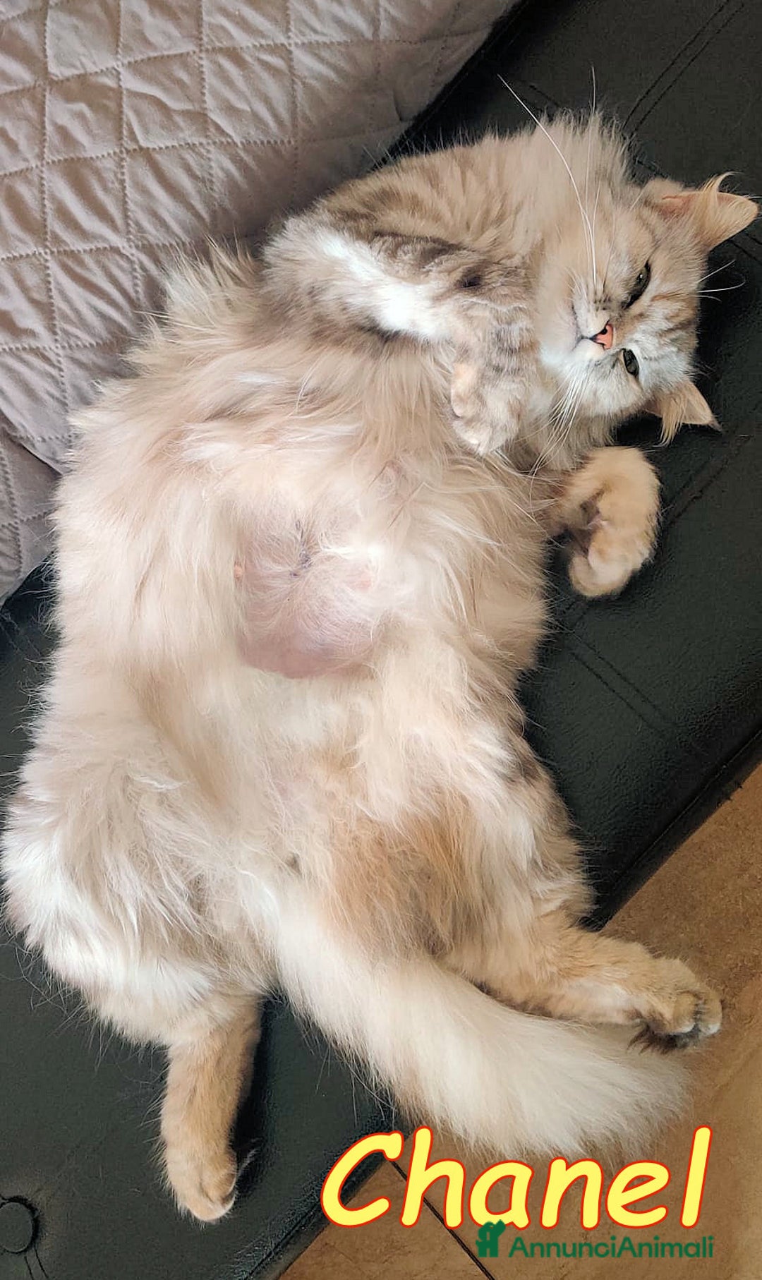 Persiano gatti in regalo: Tiffany & Chanel💖💖 a Provincia di Alessandria - Immagine 2