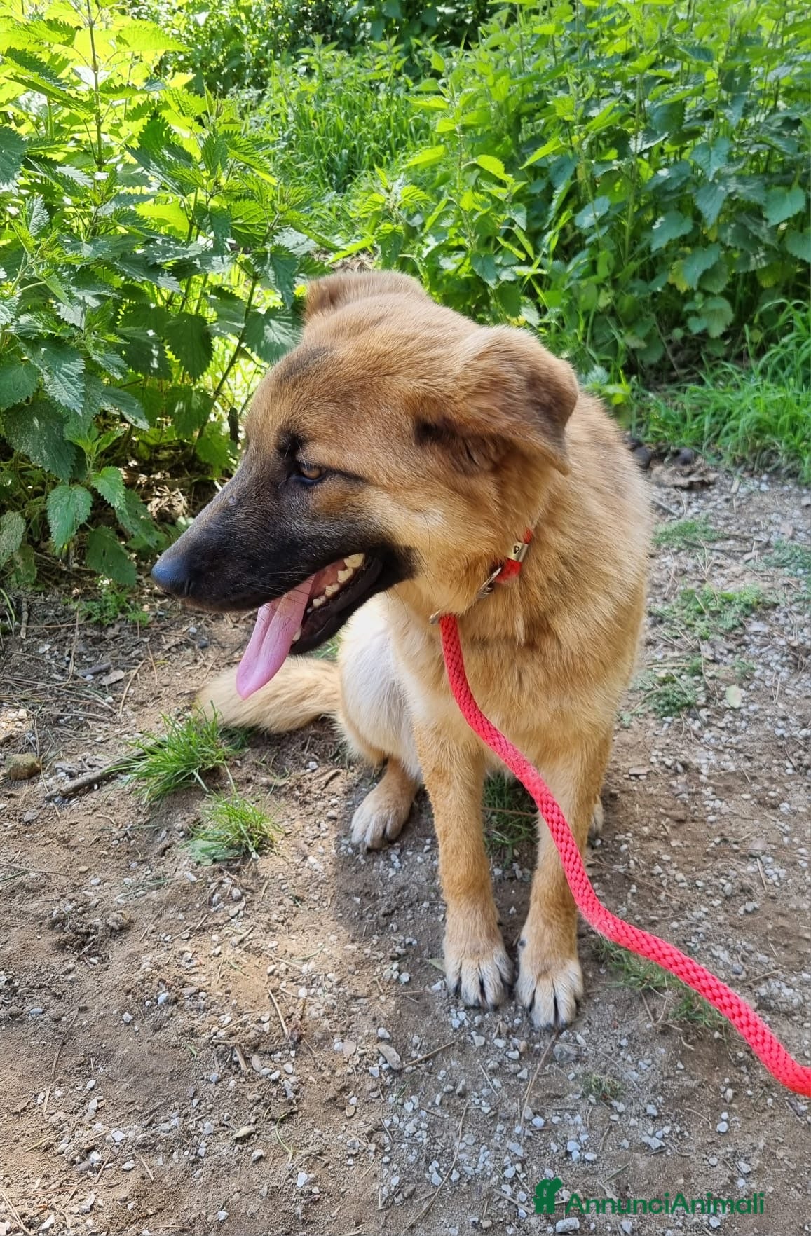 Meticcio cani Pupa dolcissima lupetta simil malinois - Annuncio 1