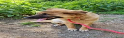 Meticcio cani in regalo: Pupa dolcissima lupetta simil malinois a Città metropolitana di Milano - Annuncio 1