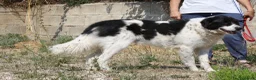 Meticcio cani in regalo: Panda dolce cagnolone in adozione  - Annuncio 3