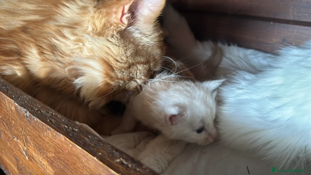 Maine Coon gatti in vendita: Maine coon con difetto prezzo simbolico  - Annuncio 2