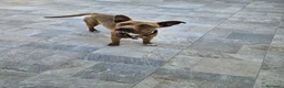 Meticcio cani in regalo: Pandora: cucciolotta taglia piccola socievole  - Annuncio 2