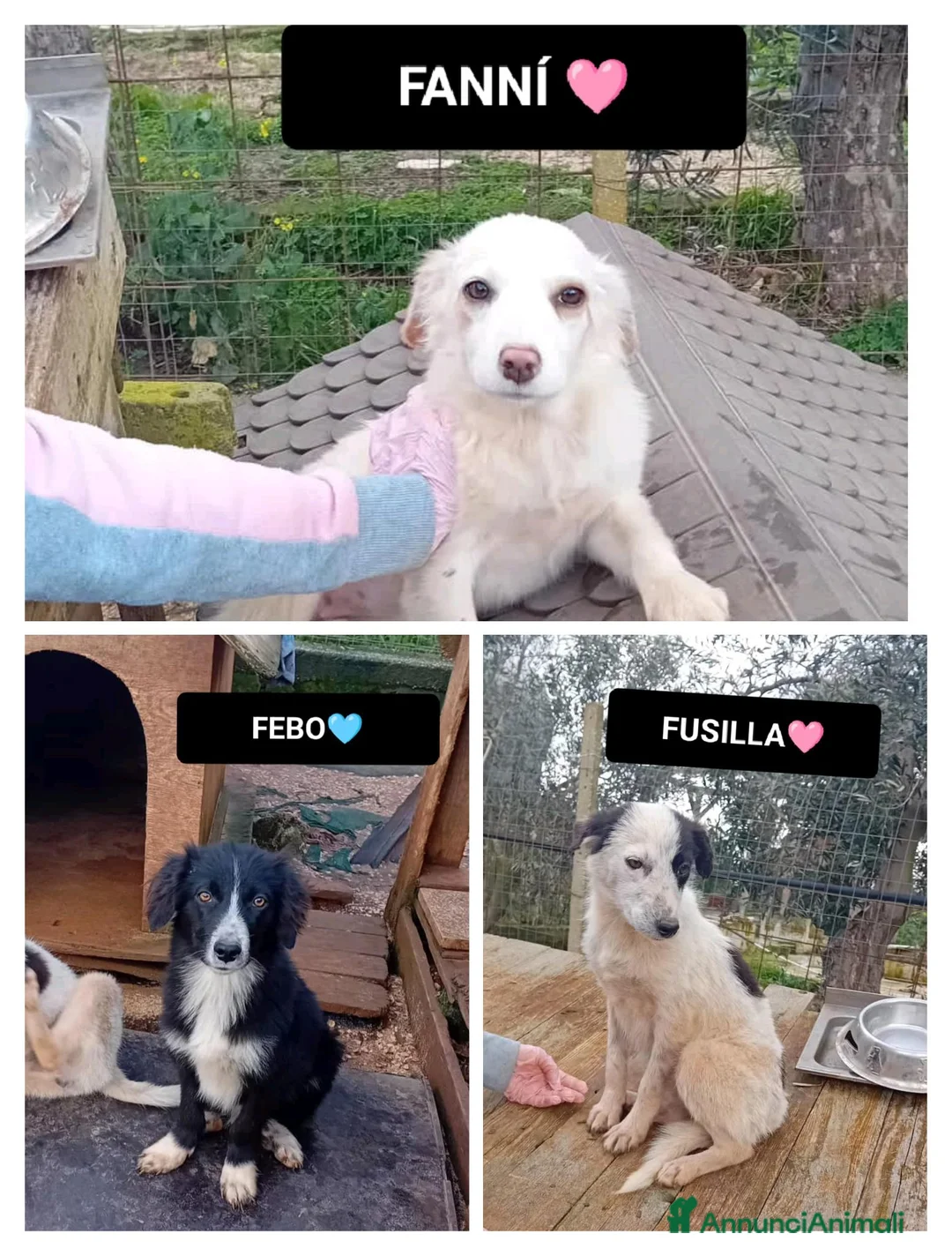 Altre razze cani in regalo: FANNÍ, FEBO E FUSILLA - Annuncio 1