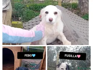 Altre razze cani FANNÍ, FEBO E FUSILLA - Annuncio 8