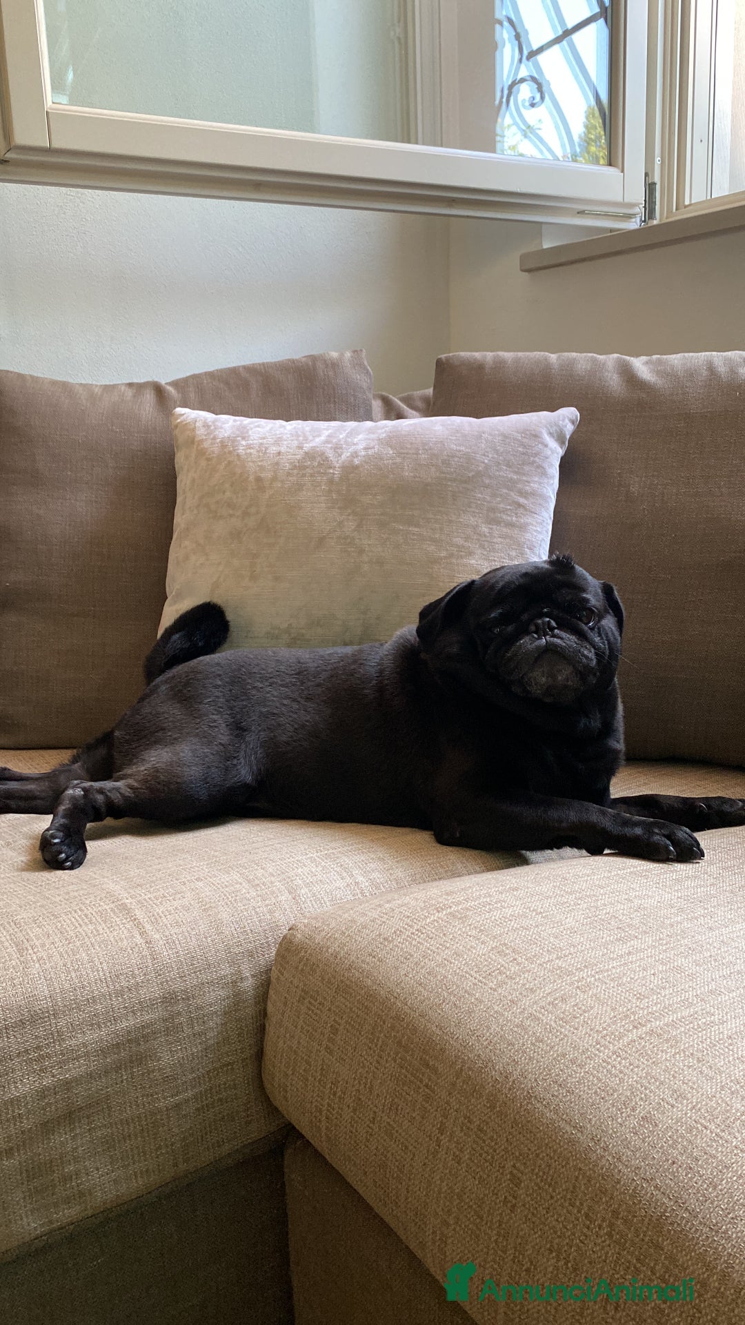 Meticcio cani in vendita: Cuccioli FRUG - Annuncio 4