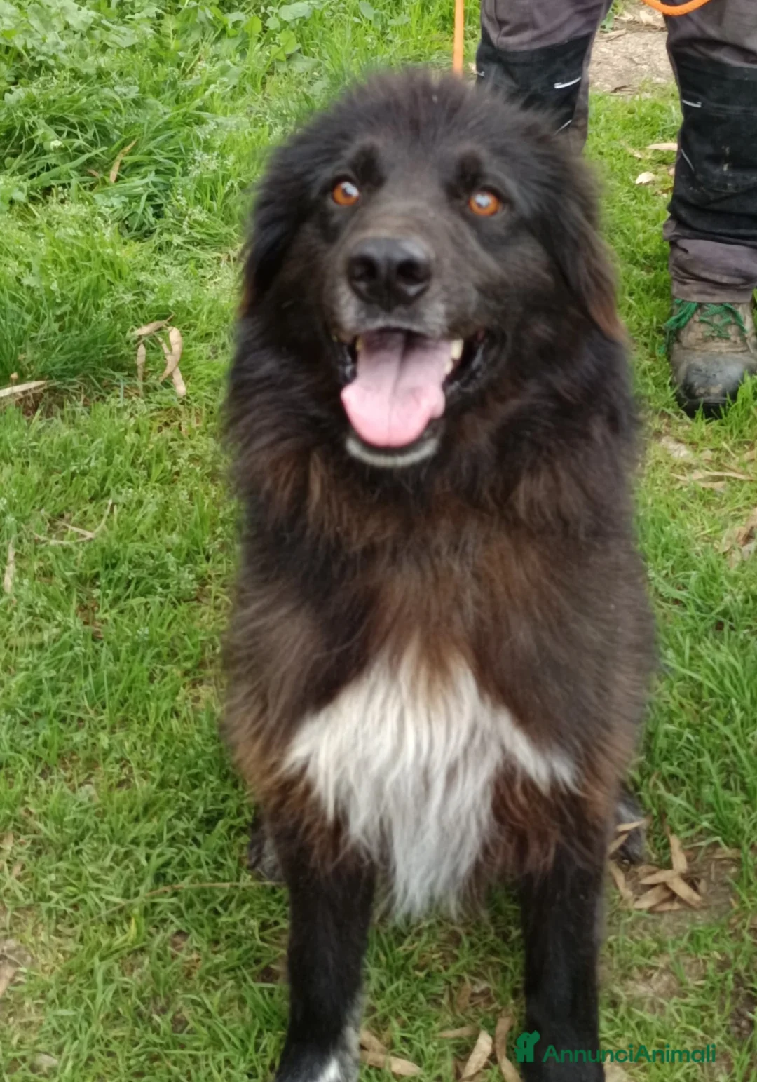 Pastore Belga cani in regalo: Nerone bellissimo, buono,cerca casa a Città Metropolitana di Venezia - Annuncio 5