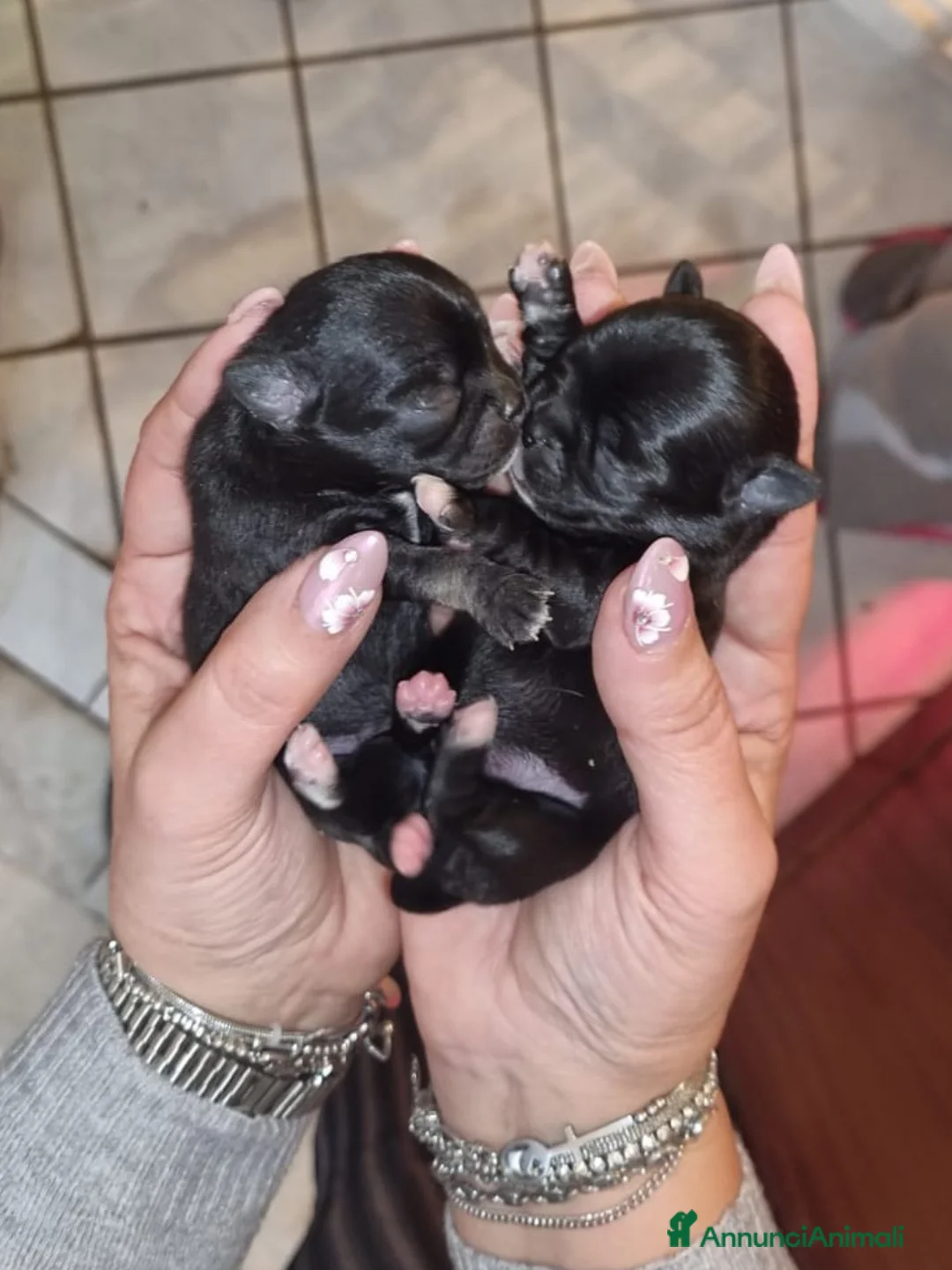 Chihuahua cani in vendita: Cuccioli chiuhauha PURI toy - Annuncio 4