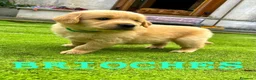 Golden Retriever cani in vendita: Golden Retriever  - Annuncio 4