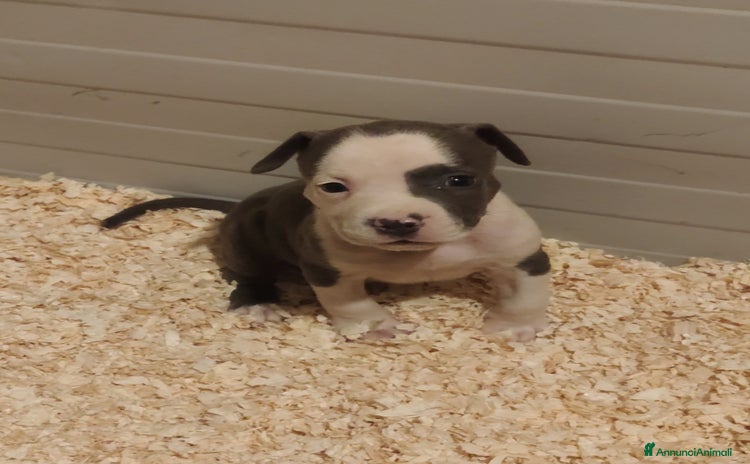 American Staffordshire cani Cuccioli di Amstaff Blue  - Annuncio 2