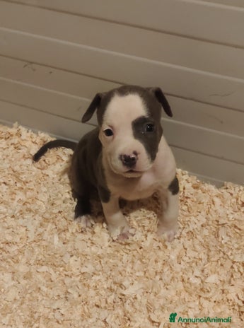 American Staffordshire cani - Annuncio 2
