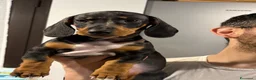 Bassotto cani in vendita: Cuccioli di bassotto Arlecchino  a Città metropolitana di Catania - Annuncio 4