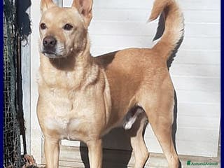 Pinscher Tedesco cani EDDY SIMIL PINSCHER 7 ANNI, RINUNCIA DI PROPRIETA' a Genova - Annuncio 4