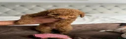 Barboncino Toy cani in vendita: Splendidi Cuccioli Di Barboncino Toy a Provincia di Viterbo - Annuncio 5
