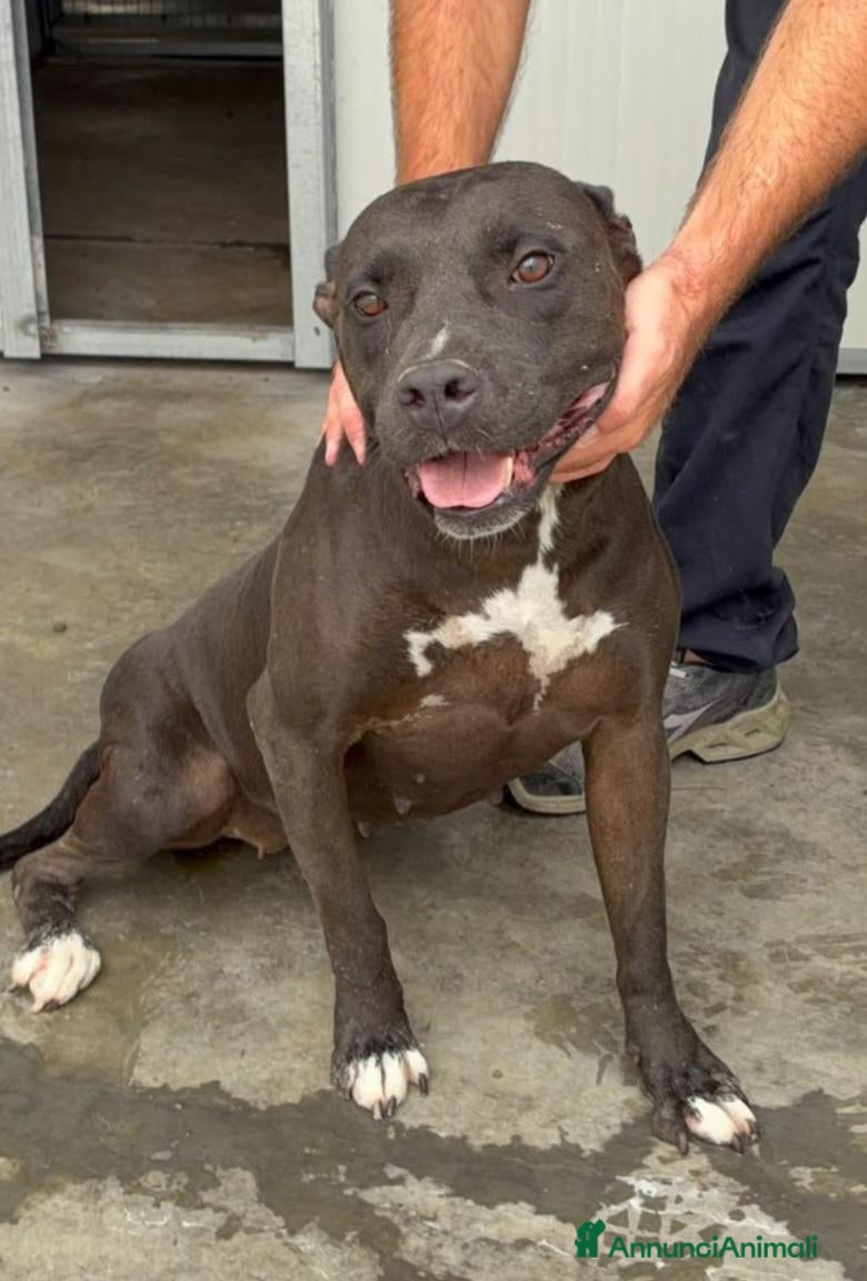 Pitbull cani Pitbull femmina 2/3anni color castagna,che penaSUD - Annuncio 2