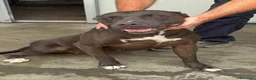 Pitbull cani in regalo: Pitbull femmina 2/3anni color castagna,che penaSUD - Annuncio 1