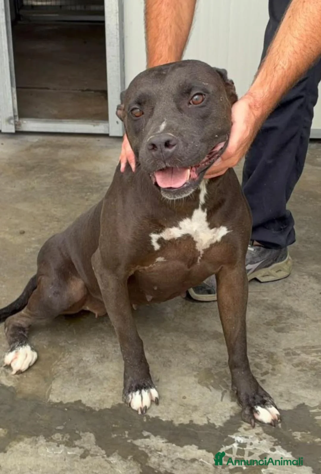 Pitbull cani in regalo: Pitbull femmina 2/3anni color castagna,che penaSUD - Annuncio 1
