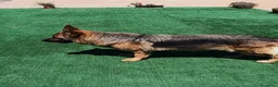Pastore Tedesco cani in vendita: Pastori Tedeschi - Annuncio 3