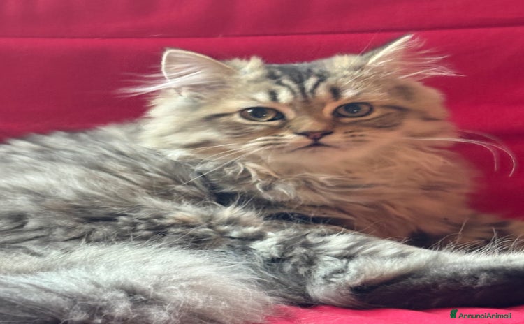 Persiano gatti a Provincia di Novara - Annuncio 8