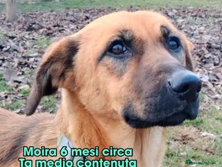 Meticcio cani MOIRA 🩷 - cucciola cerca ANCORA casa 🥺😢 - Annuncio 17