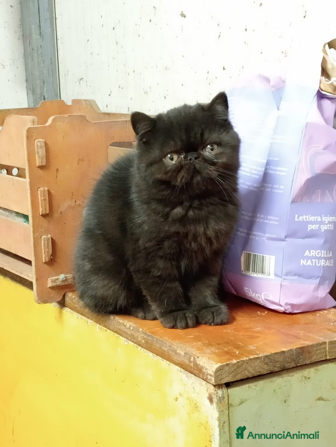 Persiano gatti in vendita: Persiano bianco e blu maschio  a Provincia di Pisa - Immagine 3
