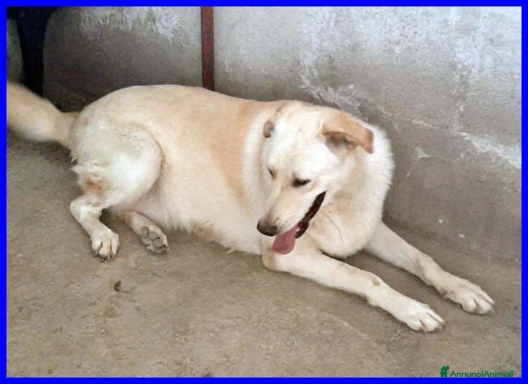 Meticcio cani in regalo: FOLK un pacioccone - Annuncio 5