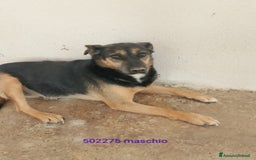 Meticcio cani in regalo: MIMMO - Immagine 1