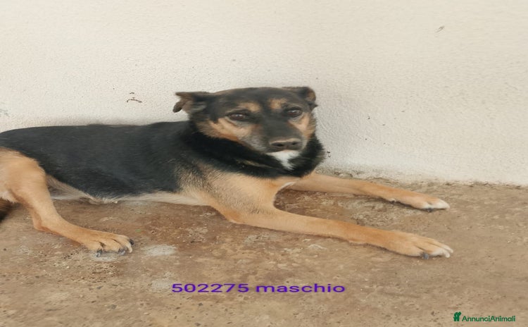 Meticcio cani - Annuncio 17