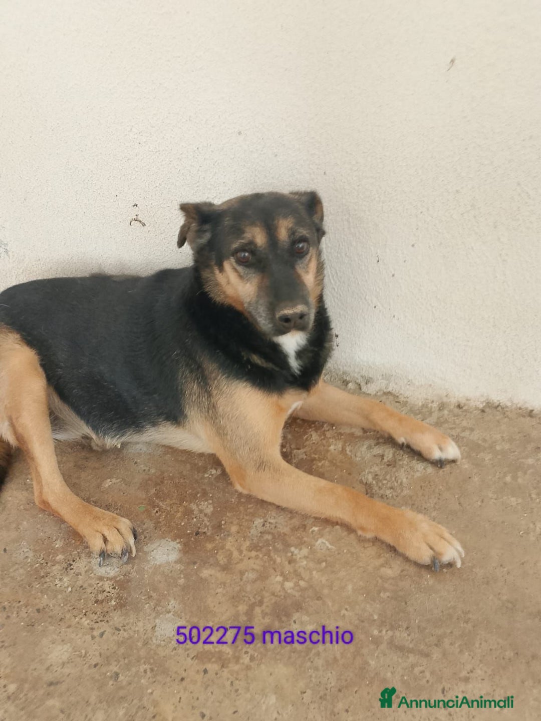 Meticcio cani in regalo: MIMMO - Immagine 1