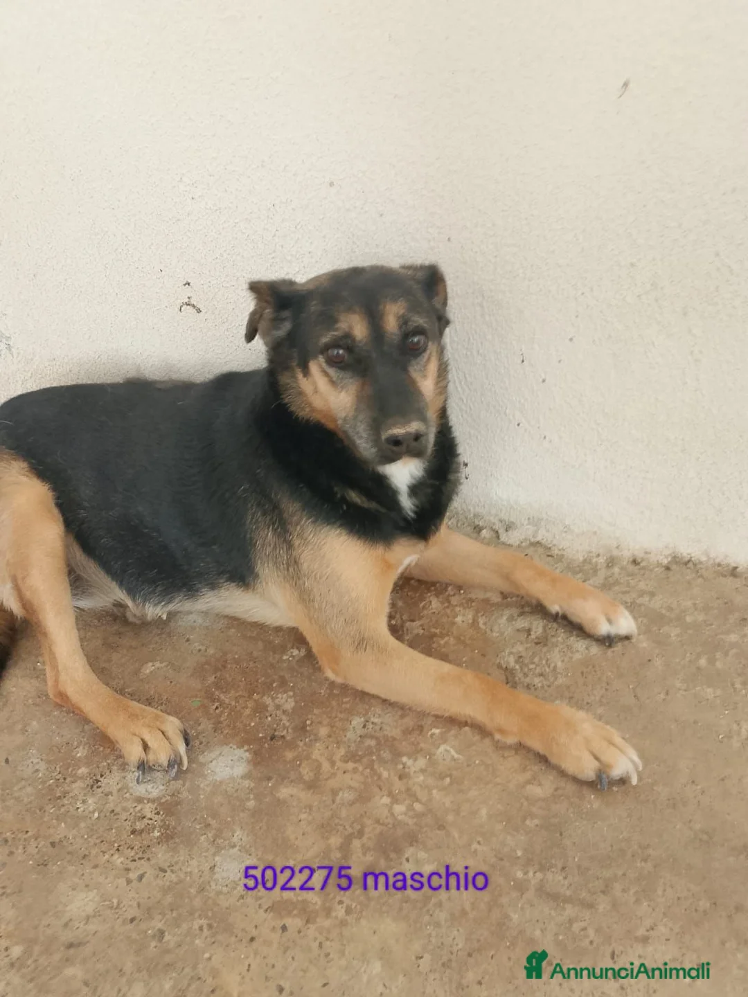 Meticcio cani in regalo: MIMMO - Annuncio 1