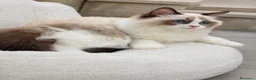 Ragdoll gatti in vendita: Cucciola Ragdoll con pedigree  - Annuncio 2