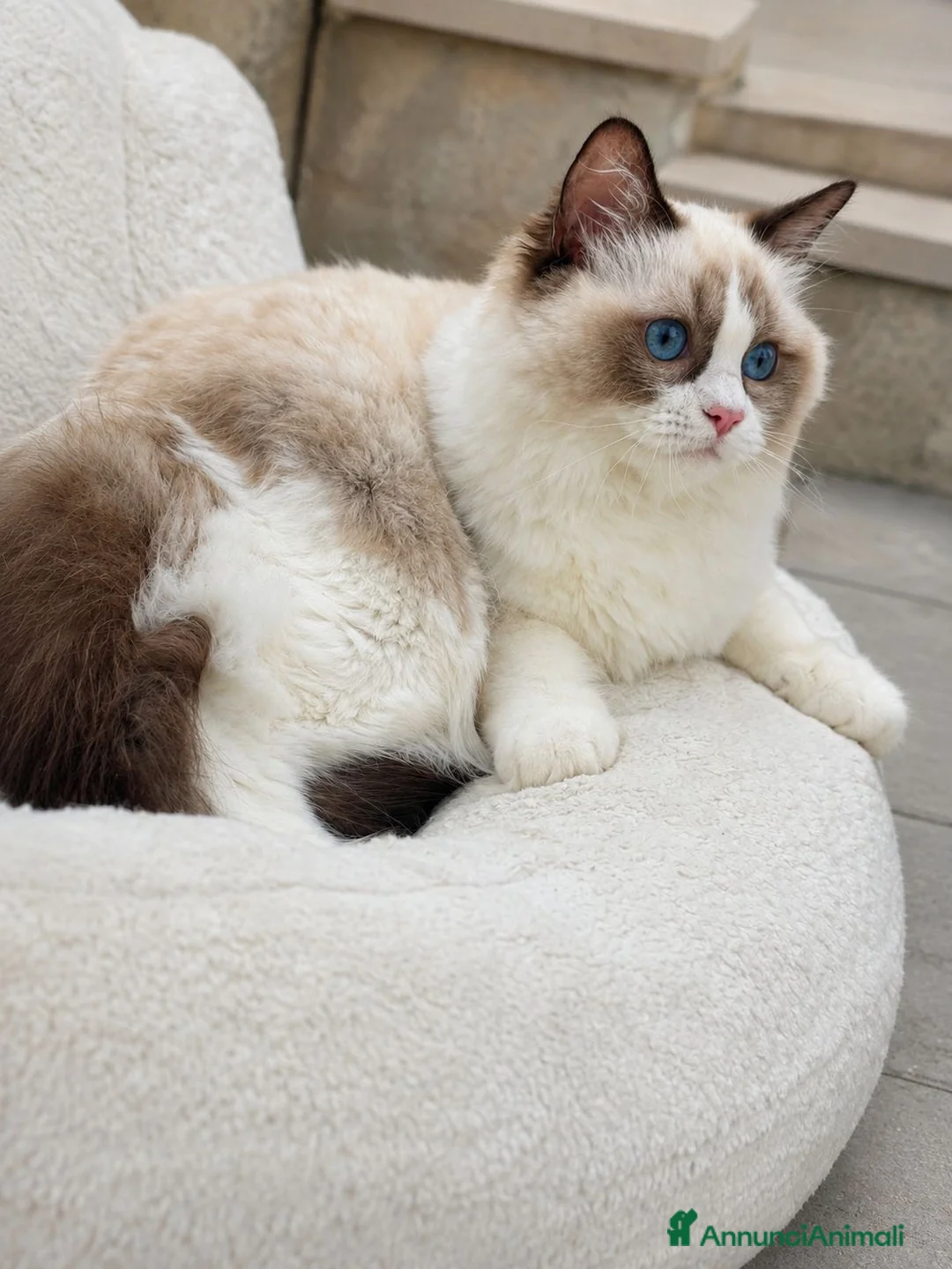 Ragdoll gatti in vendita: Cucciola Ragdoll con pedigree  - Annuncio 2